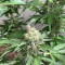 Northern Lights Autoflowering Cannabis-Samen Kaufen