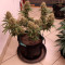 Kaufe Runtz XL Auto Samen feminisiert von Sweet Seeds
