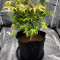 Cookies Gelato (RQS) Cannabis-Samen