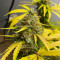 Kaufe Runtz Punch Samen feminisiert von Herbies Seeds