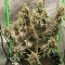 Kaufe Grandmommy Purple Samen feminisiert von Herbies Seeds