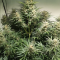 Auto Brooklyn Sunrise Cannabis-Samen Kaufen