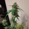 Wedding Cake Auto (Barney's Farm) Cannabis-Samen zu verkaufen