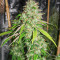Sith OG feminisierte Samen (AlphaFem Seeds)