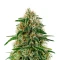 A.M.S. (GHS) Cannabis-Samen