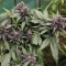 Auto Strawberry Soda (Dutch Passion)