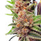Black Cherry Punch feminisiertes Saatgut (Pyramid Seeds)