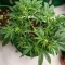 Blueberry Auto (Zambeza Seeds) Cannabis-Samen