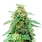 Bruce Banner Auto (Barney's Farm)