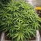 Double Cream (Cream of the Crop Seeds) Cannabis-Samen