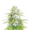 Ghost Train Power feminisierte Samen (Original Sensible Seeds)