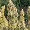Godzilla Jealousy (Herbies Seeds)