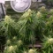 Gorilla Fast (00 Seeds)