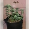 Granddaddy Purple (Royal Queen Seeds)