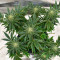 Mimosa Shot feminisierte Samen (Herbies Seeds)