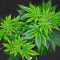 Mimosa Shot feminisierte Samen (Herbies Seeds)