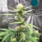 Pound Cake Auto feminisierte Samen (Fast Buds)