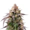 Rainbow Melon feminisierte Samen (Fast Buds)