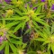 Section 781 Fast Flowering (Blimburn x Herbies)