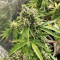 Shogun (RQS) Cannabis-Samen