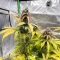 Super Lemon Cloud Auto (Herbies Seeds)