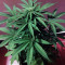 Sweet CBD Auto (Auto Seeds) Cannabis-Samen