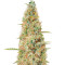 Wedding Glue Auto feminisierte Samen (Seedstockers)