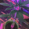 Wedding Cake (Seedstockers) Cannabis-Samen