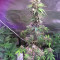 Auto Monster Mass (Critical Mass Collective Seeds) Cannabis-Samen