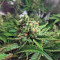 Lemon Skunk (GHS) Cannabis-Samen