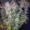 818 Headband