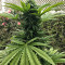 Amnesia Haze (Soma Seeds) Cannabis-Samen