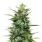 Auto Kong 4 (Paradise Seeds) Cannabis-Samen