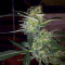 Blackberry Gum Autoflower feminisierte Samen