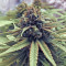 Blue Fire (Humboldt Seeds Organization) Cannabis-Samen