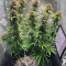 Blue Fire (Humboldt Seeds Organization) Cannabis-Samen