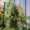 Critical Kush regular (Barney's Farm) Cannabis-Samen