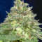 DO-Si-DOS (Big Head Seeds) Cannabis-Samen