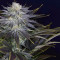 Ghost Train Haze #1 (Rare Dankness Seeds) Cannabis-Samen