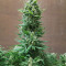 King Kong (Dr. Underground) Cannabis-Samen