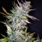Mexican Sativa (Sensi Seeds) Cannabis-Samen