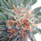 Nepal Jam regular (Ace Seeds) Cannabis-Samen