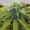 OGKZ (Humboldt Seeds Organization) Cannabis-Samen