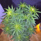 Panama cannabis strain