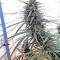 Purple Haze x Malawi Regular (Ace Seeds) Cannabis-Samen