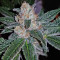 The OG #18 (Reserva Privada) Cannabis-Samen