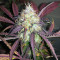 Thin Mint Crack Autoflower (Seedstockers) Cannabis-Samen