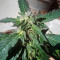 Wedding Gelato (RQS) Cannabis-Samen
