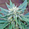 White Widow Auto strain
