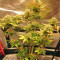 White Widow Auto cannabis strain